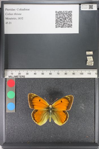 Media type: image;   Entomology 125407